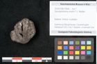Foto (Objekt + Etikett) von Spondylostrobus smythii F.V. Mueller (NHMW-GEO-2024-0188-10408)